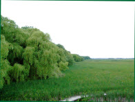 Point Pelee conservation Park.mp4